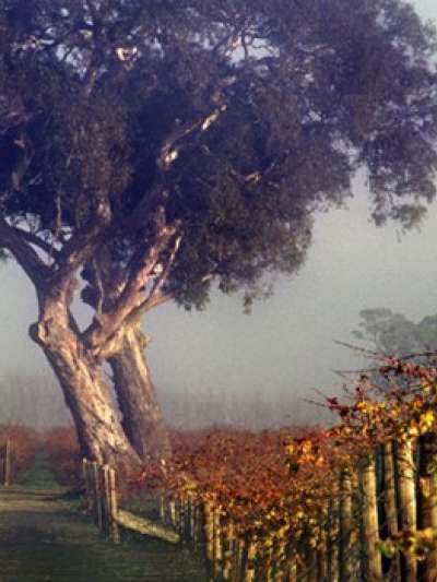 A tree rises above the fields of a vineyard