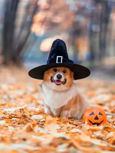 dog in leaves with a pirate hat on