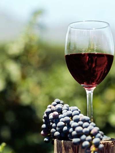 A glass of red wine and a bunch of grapes with vineyard greenery in soft focus in the background